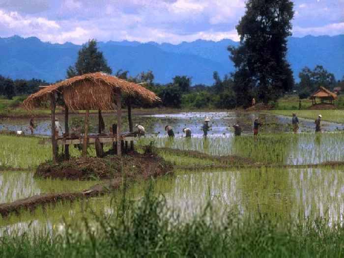 Rice Planting Scene